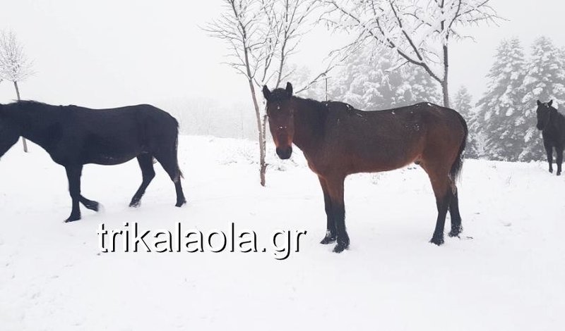 Μαγευτικό τοπίο: Στα λευκά «ντύθηκαν» οι ορεινές περιοχές των Τρικάλων [εικόνες & βίντεο] | iefimerida.gr 2