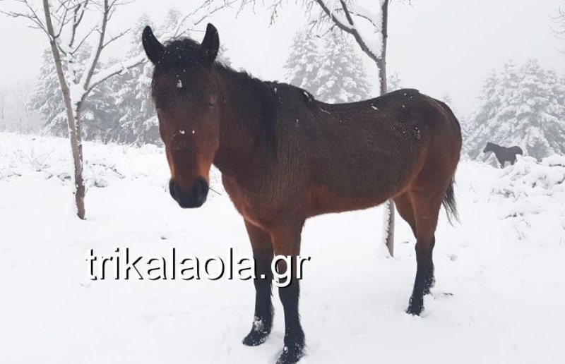 Μαγευτικό τοπίο: Στα λευκά «ντύθηκαν» οι ορεινές περιοχές των Τρικάλων [εικόνες & βίντεο] | iefimerida.gr 5