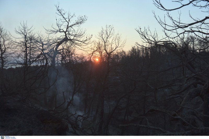 Νέες αναζωπυρώσεις στο Καπανδρίτι -Δάση, σπίτια και ΙΧ έγιναν στάχτη [εικόνες] | iefimerida.gr 3
