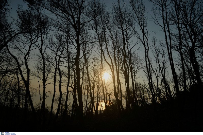 Νέες αναζωπυρώσεις στο Καπανδρίτι -Δάση, σπίτια και ΙΧ έγιναν στάχτη [εικόνες] | iefimerida.gr 2