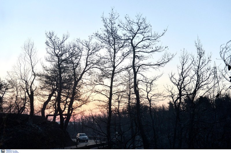 Νέες αναζωπυρώσεις στο Καπανδρίτι -Δάση, σπίτια και ΙΧ έγιναν στάχτη [εικόνες] | iefimerida.gr 13