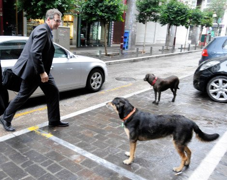 Εγινε κι αυτό: Επίθεση από αδέσποτα σκυλιά δέχτηκε χθες η Τρόικα [εικόνες] | iefimerida.gr 0