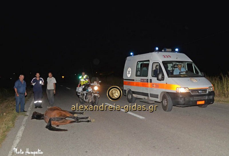 Σοβαρό τροχαίο στο Αγρίνιο -Αλογο έπεσε πάνω σε αυτοκίνητο [εικόνες] | iefimerida.gr 3