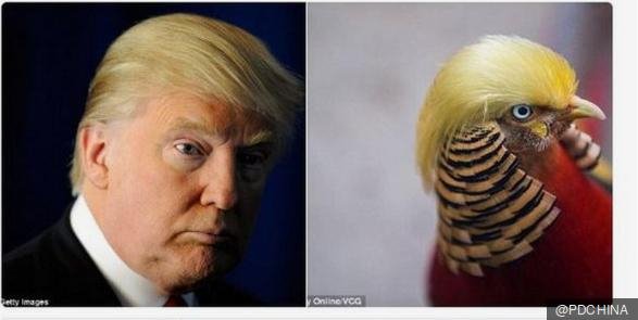 «Ντόναλντ Τραμπ ο κόκορας»: Στην Κίνα έστησαν γλυπτό για τον πρόεδρο των ΗΠΑ [εικόνες]  | iefimerida.gr 1