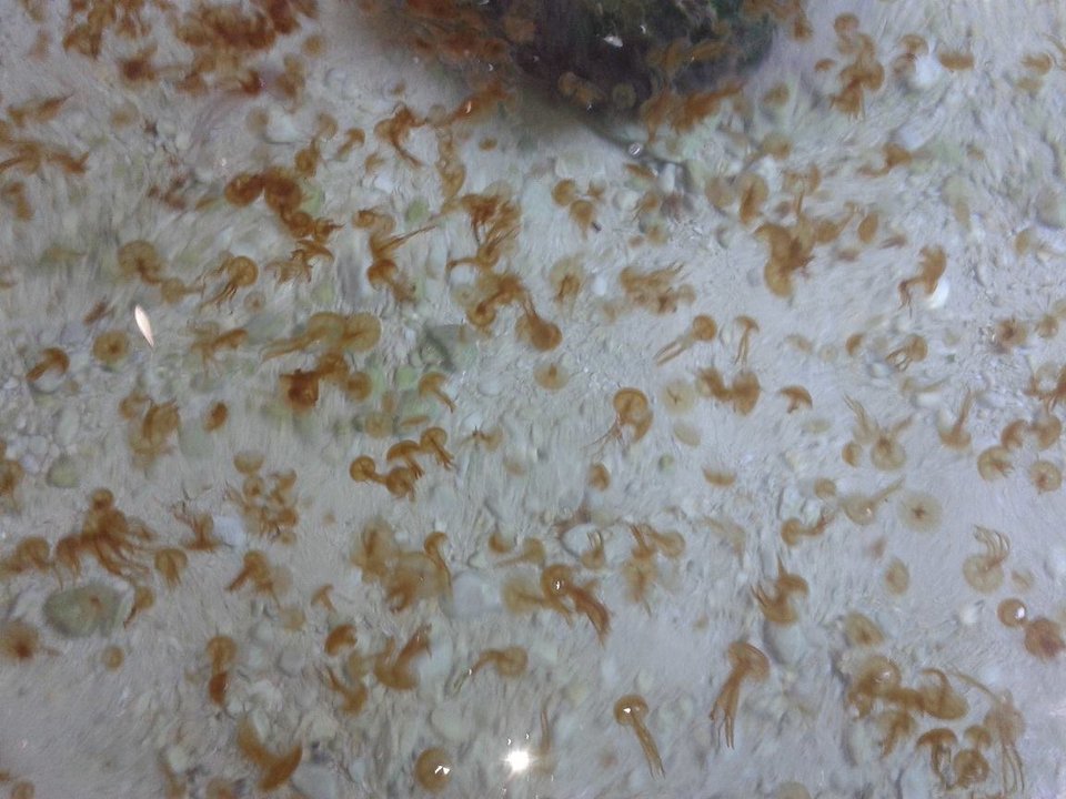 Βρέθηκε «βρεφοκομείο» με τσούχτρες σε σπηλιά στον Κορινθιακό [εικόνες] | iefimerida.gr 2