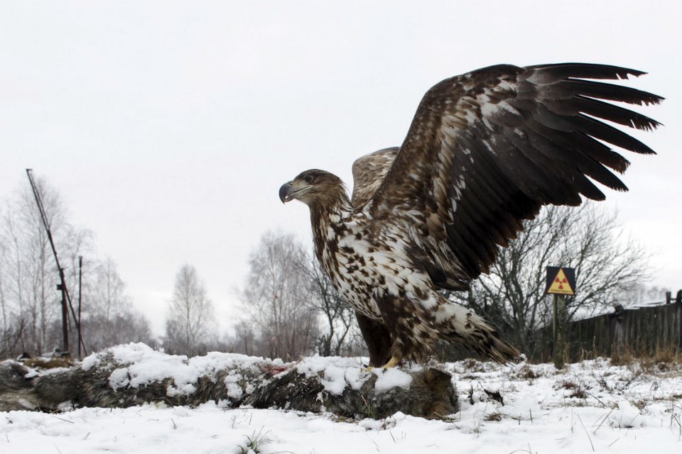 «Ο τελευταίος του Τσέρνομπιλ» -Πώς είναι ο άνθρωπος που δεν το εγκατέλειψε ποτέ [εικόνες] | iefimerida.gr 8
