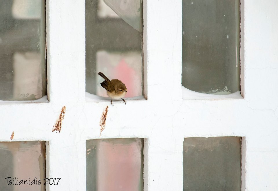Σπάνια πουλιά βρήκαν καταφύγιο από την παγωνιά στο Αριστοτέλειο Πανεπιστήμιο [εικόνες]  | iefimerida.gr 4