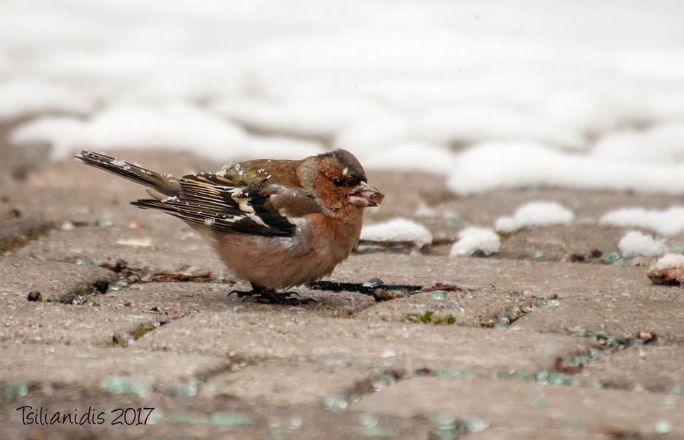 Σπάνια πουλιά βρήκαν καταφύγιο από την παγωνιά στο Αριστοτέλειο Πανεπιστήμιο [εικόνες]  | iefimerida.gr 3