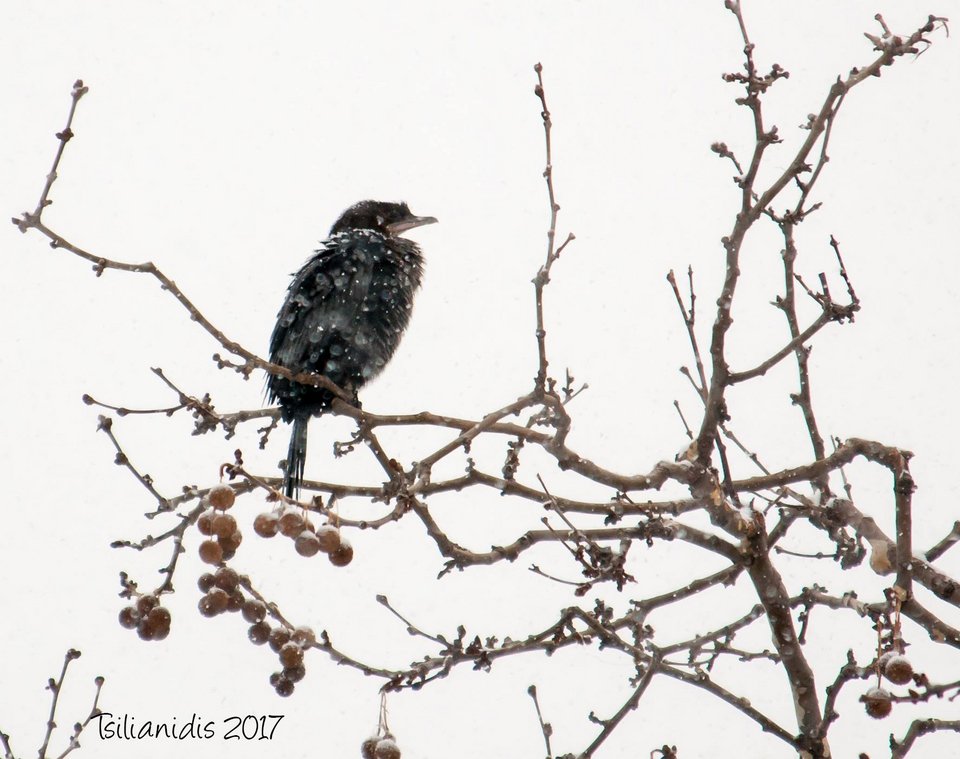Σπάνια πουλιά βρήκαν καταφύγιο από την παγωνιά στο Αριστοτέλειο Πανεπιστήμιο [εικόνες]  | iefimerida.gr 2