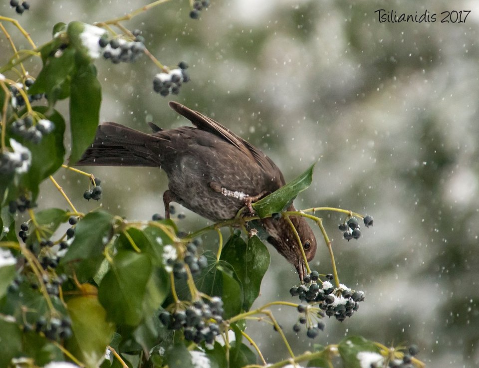 Σπάνια πουλιά βρήκαν καταφύγιο από την παγωνιά στο Αριστοτέλειο Πανεπιστήμιο [εικόνες]  | iefimerida.gr 1