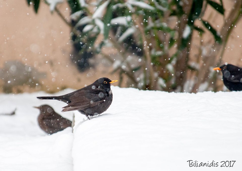 Σπάνια πουλιά βρήκαν καταφύγιο από την παγωνιά στο Αριστοτέλειο Πανεπιστήμιο [εικόνες]  | iefimerida.gr 0