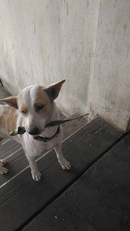 Tua: Ο αδέσποτος σκύλος που πάει δώρα σε όποιον τον ταΐζει [εικόνες & βίντεο] | iefimerida.gr 0