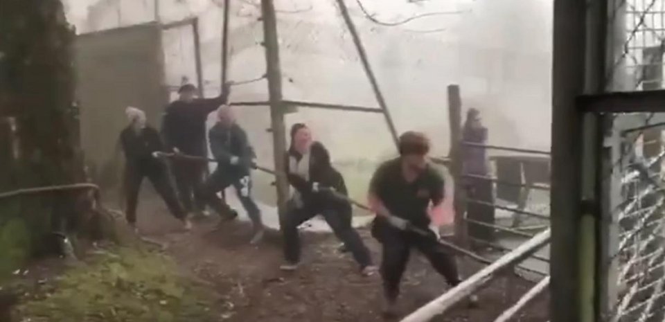 Σάλος στη Βρετανία: Ζωολογικός κήπος διοργανώνει διελκυστίνδες παιδιών με λιοντάρια!  [βίντεο]  | iefimerida.gr 0