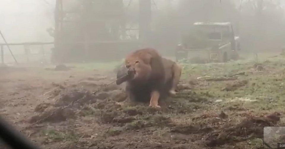 Σάλος στη Βρετανία: Ζωολογικός κήπος διοργανώνει διελκυστίνδες παιδιών με λιοντάρια!  [βίντεο]  | iefimerida.gr 1
