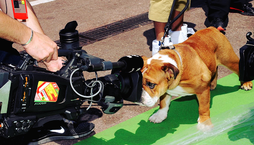 Το μπουλντόγκ του Χάμιλτον έκλεψε την παράσταση στα βραβεία [εικόνες & βίντεο] | iefimerida.gr 0
