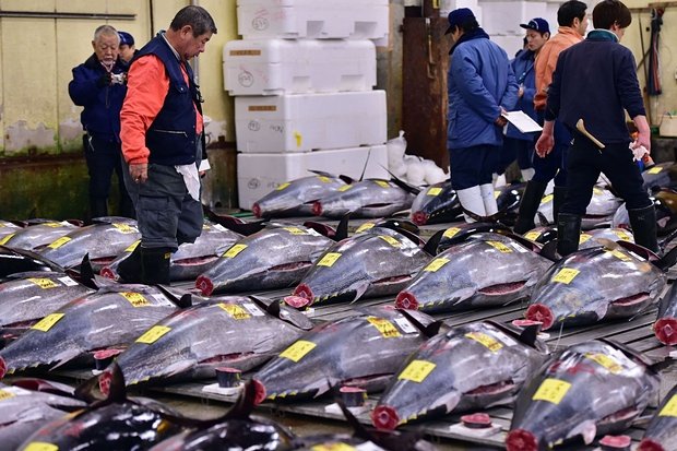 Εστιατόριο sushi στην Ιαπωνία πληρώνει 118.000 για έναν... τόνο! | iefimerida.gr 0