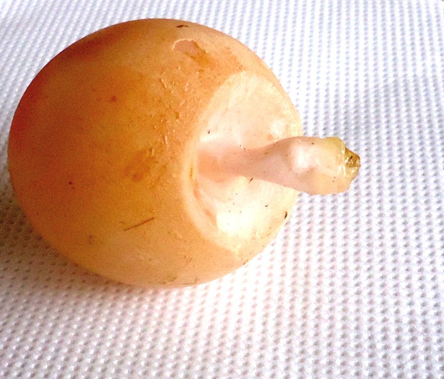 Αυγό με λοφίο γέννησε κότα στον Τύρναβο -Συρρέουν όλοι στη Λάρισα για να το δουν [εικόνα] | iefimerida.gr 0