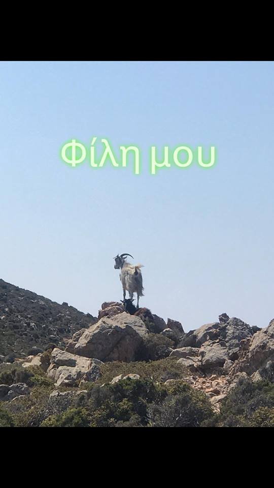 Η Τζένη Μπαλατσινού συνάντησε πάλι την κατσίκα που διέσωσε πρόσφατα [εικόνες] | iefimerida.gr 4