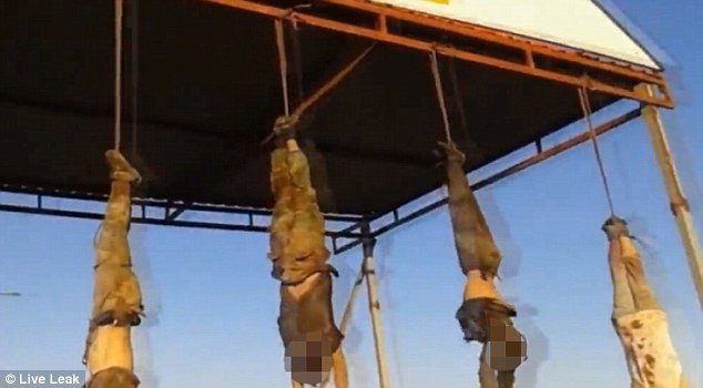 Ιράκ: Τζιχαντιστές κρέμασαν πτώματα στην είσοδο της πόλης Hawija [σκληρές εικόνες] | iefimerida.gr 3