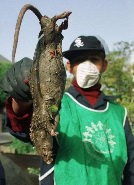 Ορδές γιγαντιαίων μεταλλαγμένων αρουραίων θέτουν την Τεχεράνη σε συναγερμό [εικόνα] | iefimerida.gr 0