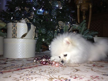 Αυτή είναι η κρυφή ερωμένη του Γιανουκόβιτς -Επί χρόνια κρατούσε κρυφό το δεσμό του με την όμορφη ξανθιά [εικόνες] | iefimerida.gr 2