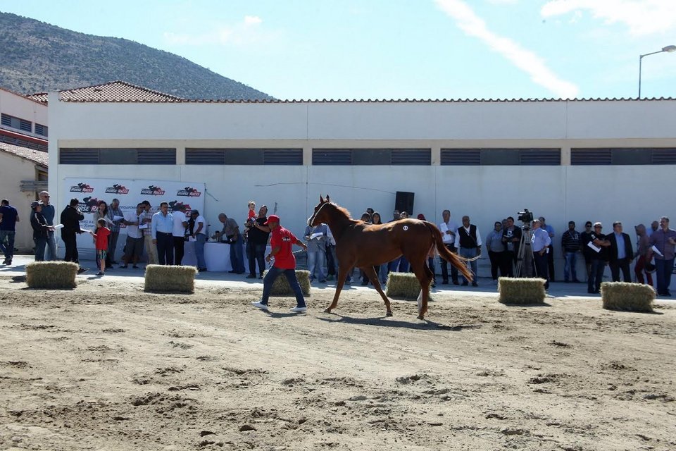 Την Πέμπτη η μεγάλη δημοπρασία 23 καθαρόαιμων ίππων από την Ιπποδρομίες ΑΕ, του ΟΠΑΠ | iefimerida.gr 1