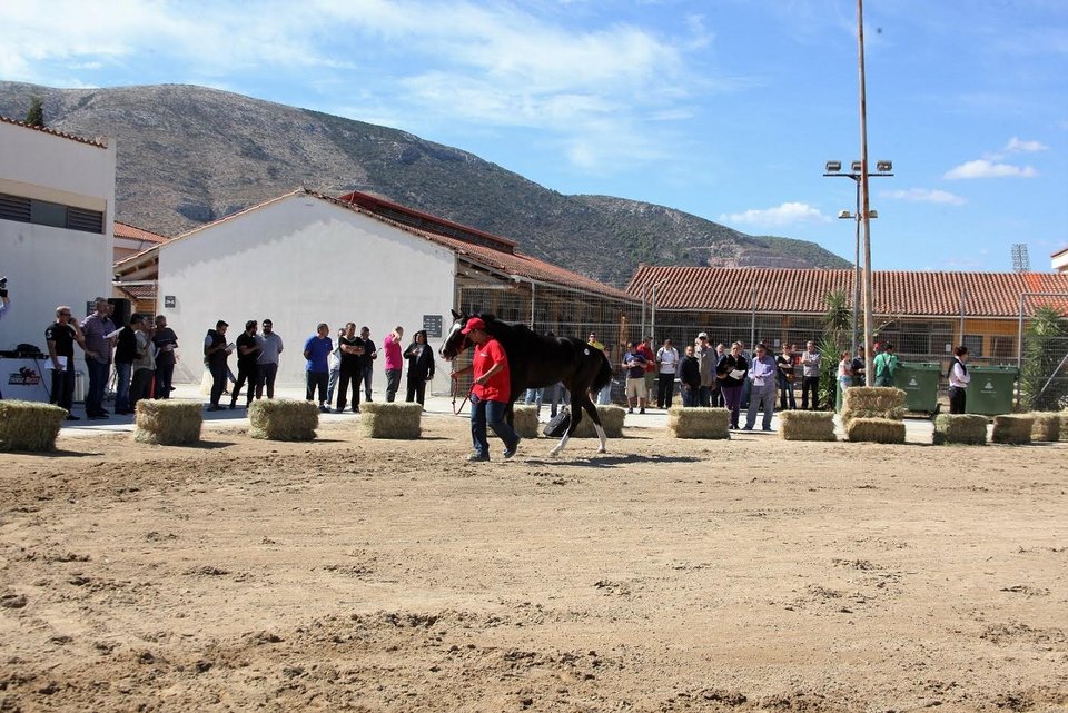 Την Πέμπτη η μεγάλη δημοπρασία 23 καθαρόαιμων ίππων από την Ιπποδρομίες ΑΕ, του ΟΠΑΠ | iefimerida.gr 2