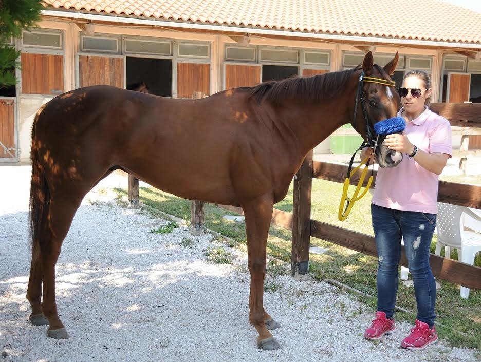 71ο Ελληνικό Ντέρμπι ΟΠΑΠ: Ποια είναι τα καθαρόαιμα που διεκδικούν τον τίτλο του καλύτερου ίππου της χρονιάς [εικόνες & βίντεο] | iefimerida.gr 1