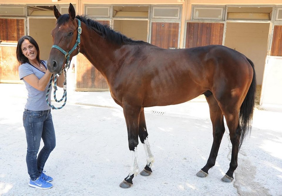 71ο Ελληνικό Ντέρμπι ΟΠΑΠ: Ποια είναι τα καθαρόαιμα που διεκδικούν τον τίτλο του καλύτερου ίππου της χρονιάς [εικόνες & βίντεο] | iefimerida.gr 5