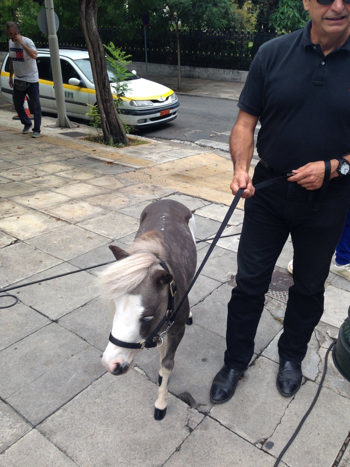 Τι δουλειά είχε ένα πόνυ έξω από το Μέγαρο Μαξίμου; [εικόνες] | iefimerida.gr 0