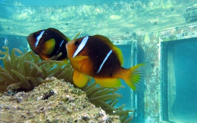 Υποβρύχιο στριπτιτζάδικο στο Ισραήλ ανακάλυψε δύτης [εικόνες] | iefimerida.gr 4