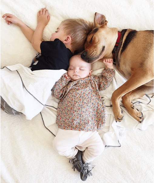 Η ιστορία αγάπης και ύπνου που έλιωσε το Ιντερνετ έχει πλέον τρεις πρωταγωνιστές -Ο σκύλος κοιμάται αγκαλιά με δυο μωρά [εικόνες] | iefimerida.gr 1