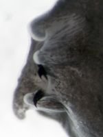 Ιπτάμενος βάτραχος βαμπιρ με κυνόδοντες ανακαλύφθηκε στο Βιετνάμ [εικόνες] | iefimerida.gr 5