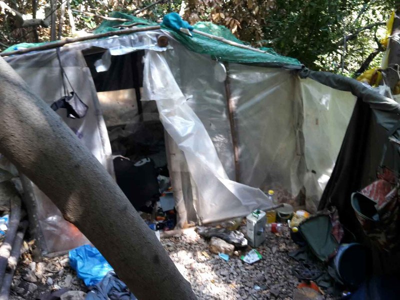 Αιγιάλεια: Φυτεία με 750 δενδρύλλια κάνναβης μέσα στο δάσος βρήκε η ΕΛ.ΑΣ. [εικόνες] | iefimerida.gr 2