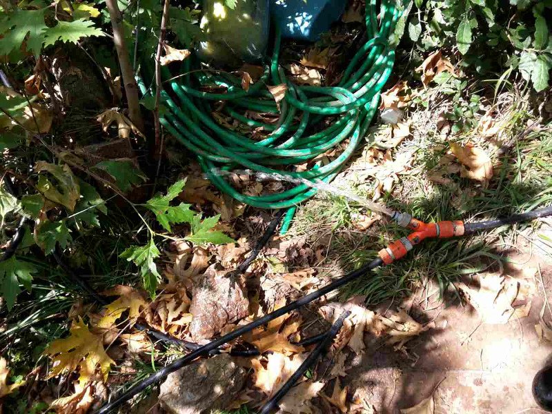 Αιγιάλεια: Φυτεία με 750 δενδρύλλια κάνναβης μέσα στο δάσος βρήκε η ΕΛ.ΑΣ. [εικόνες] | iefimerida.gr 3