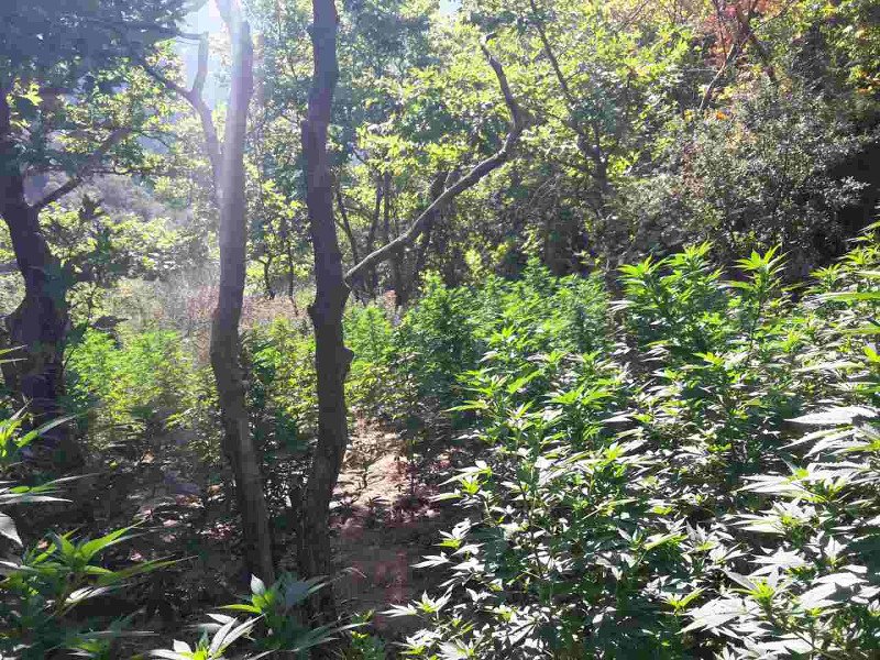 Αιγιάλεια: Φυτεία με 750 δενδρύλλια κάνναβης μέσα στο δάσος βρήκε η ΕΛ.ΑΣ. [εικόνες] | iefimerida.gr 1