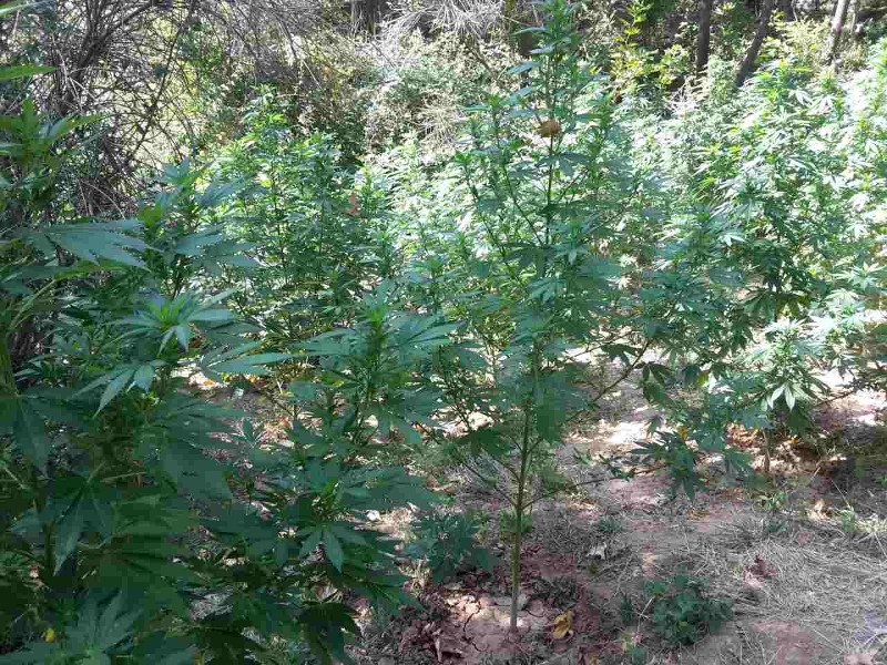 Αιγιάλεια: Φυτεία με 750 δενδρύλλια κάνναβης μέσα στο δάσος βρήκε η ΕΛ.ΑΣ. [εικόνες] | iefimerida.gr 0