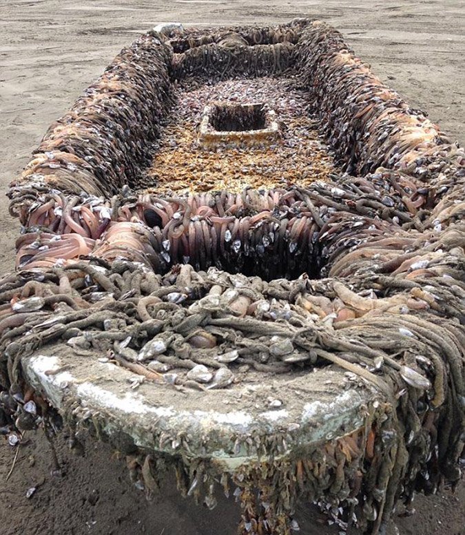 Τρομακτική βάρκα από τη Φουκοσίμα ξεβράστηκε στις ΗΠΑ [εικόνες] | iefimerida.gr 1