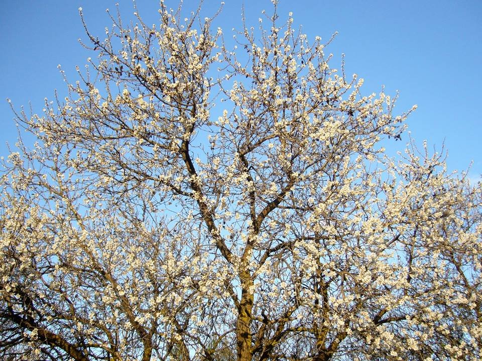 Η επόμενη μέρα της Βέφας Αλεξιάδου και η ανθισμένη αμυγδαλιά που ραγίζει καρδιές [εικόνες] | iefimerida.gr 1