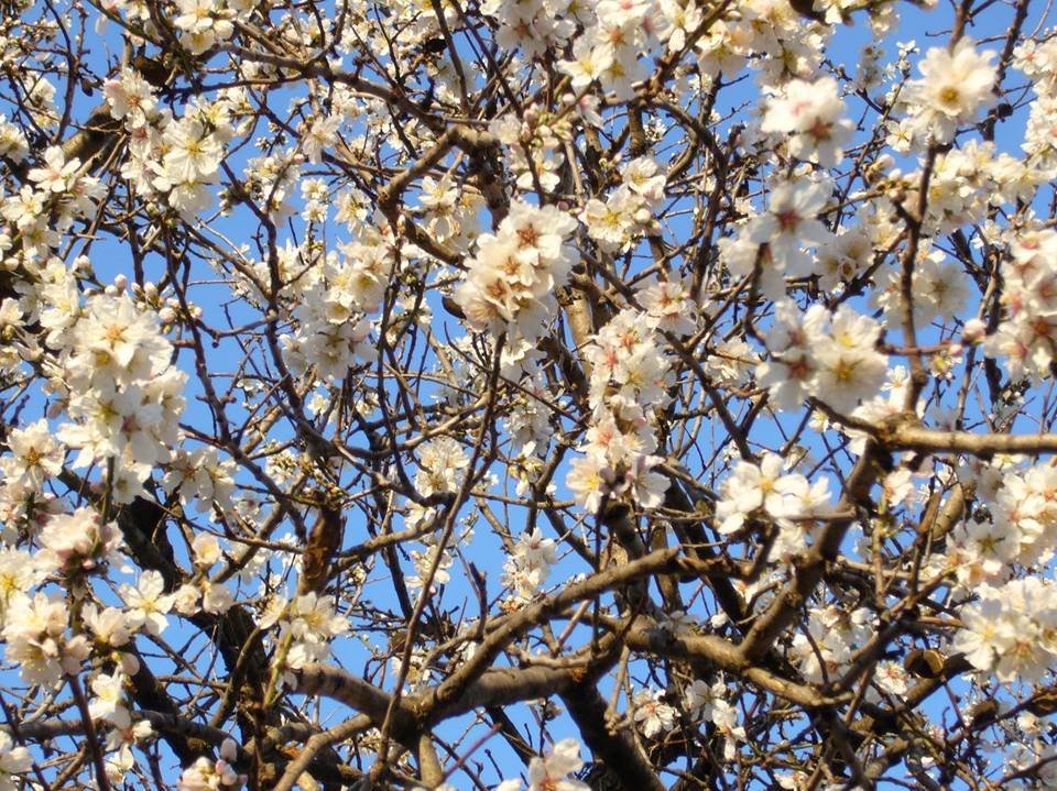 Η επόμενη μέρα της Βέφας Αλεξιάδου και η ανθισμένη αμυγδαλιά που ραγίζει καρδιές [εικόνες] | iefimerida.gr 2