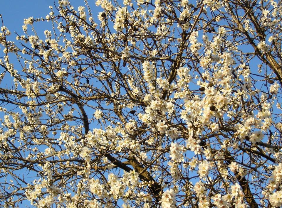 Η επόμενη μέρα της Βέφας Αλεξιάδου και η ανθισμένη αμυγδαλιά που ραγίζει καρδιές [εικόνες] | iefimerida.gr 3