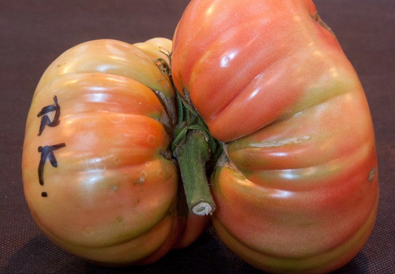 Ετήσια έκθεση με τα μεγαλύτερα λαχανικά του κόσμου [εικόνες] | iefimerida.gr 0