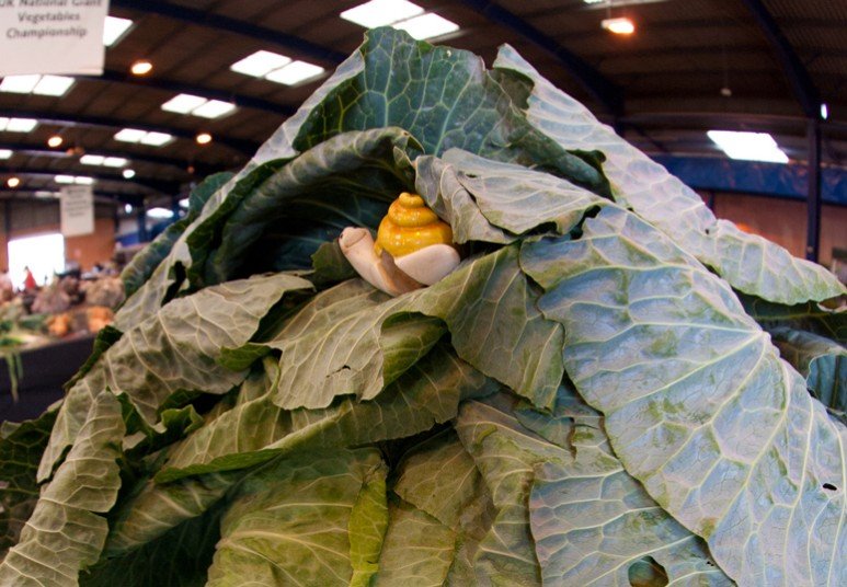 Ετήσια έκθεση με τα μεγαλύτερα λαχανικά του κόσμου [εικόνες] | iefimerida.gr 8