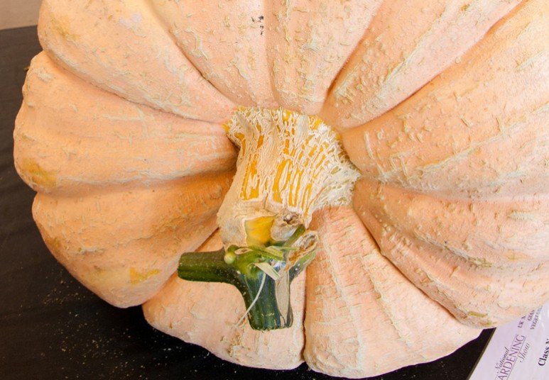 Ετήσια έκθεση με τα μεγαλύτερα λαχανικά του κόσμου [εικόνες] | iefimerida.gr 1