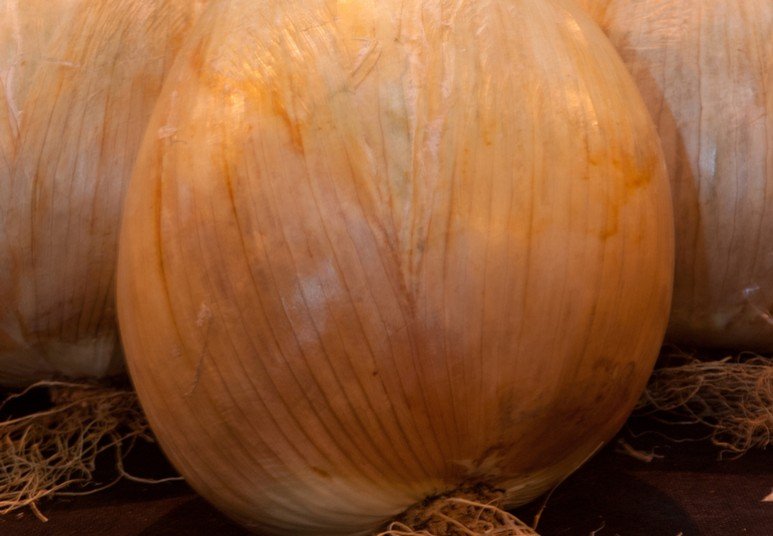 Ετήσια έκθεση με τα μεγαλύτερα λαχανικά του κόσμου [εικόνες] | iefimerida.gr 2