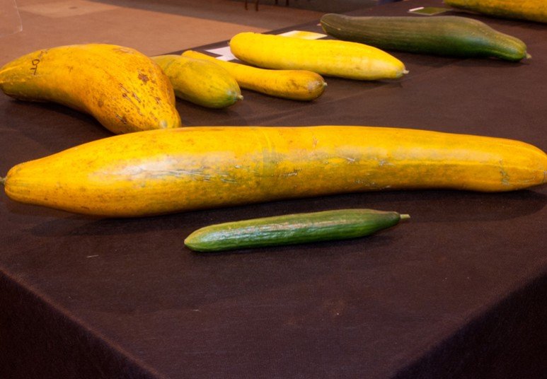 Ετήσια έκθεση με τα μεγαλύτερα λαχανικά του κόσμου [εικόνες] | iefimerida.gr 3