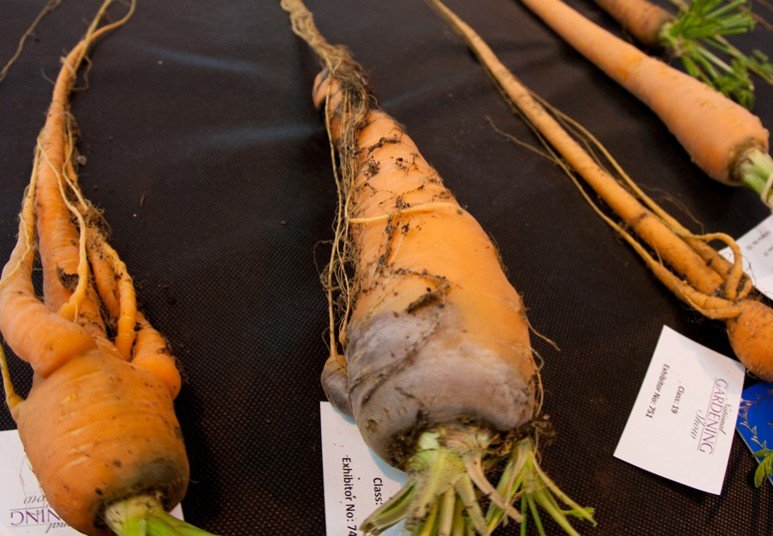 Ετήσια έκθεση με τα μεγαλύτερα λαχανικά του κόσμου [εικόνες] | iefimerida.gr 6