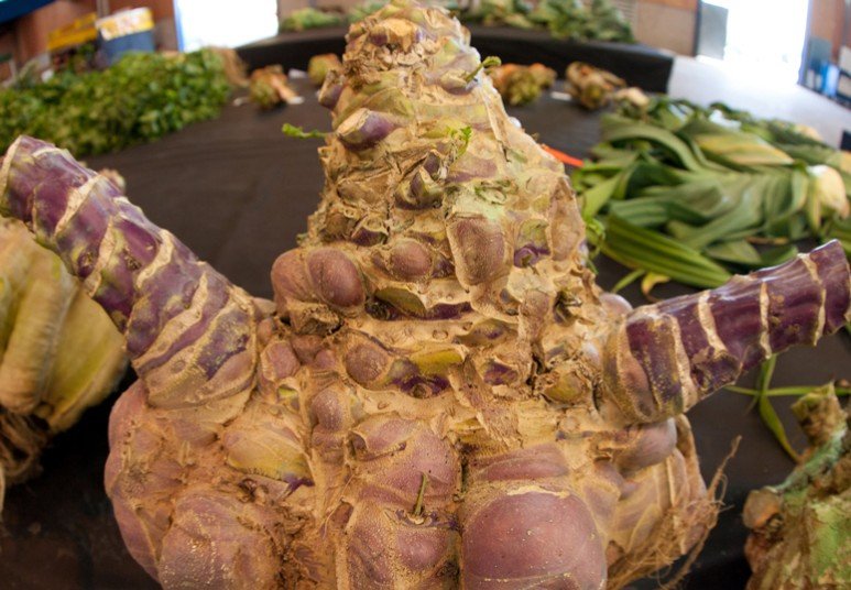 Ετήσια έκθεση με τα μεγαλύτερα λαχανικά του κόσμου [εικόνες] | iefimerida.gr 7