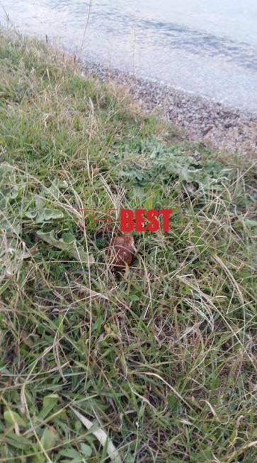 Nήπιο 20 μηνών έπαιζε με χειροβομβίδα σε παραλία στην Πάτρα [εικόνα & βίντεο] | iefimerida.gr 0