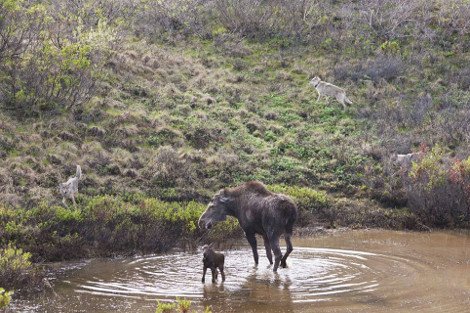 Η λυσσαλέα μάχη ενός ταράνδου με μια αγέλη λύκων για να σώσει το μικρό του [εικόνες] | iefimerida.gr 0